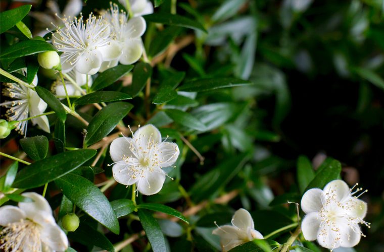 mirta, ulje, ljekovitost, ljepotica Mediterana