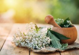 valerijana Valeriana officinalis živci smirenje opuštanje