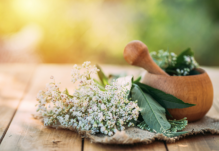 valerijana Valeriana officinalis živci smirenje opuštanje